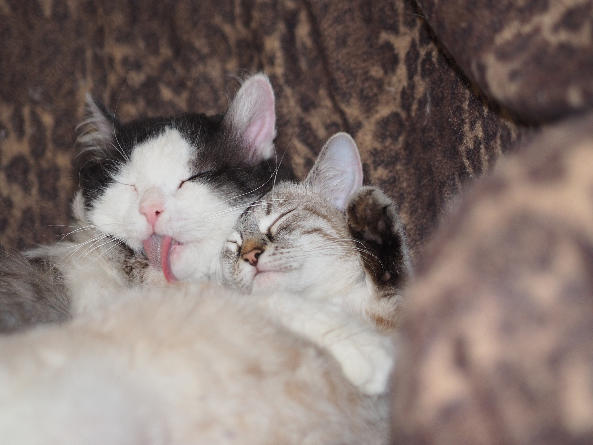 Котики любовь фото Коты любовь - Любовь кошек: фото усатых романтиков - Кот, пёс и я