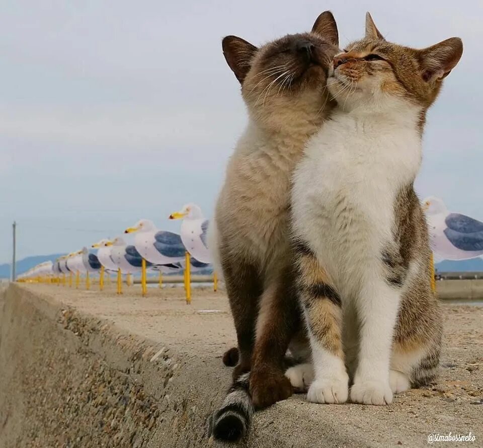 Котики любовь фото Пин на доске Кошки Сумасшедшие кошки, Мемы про котов, Милые котики