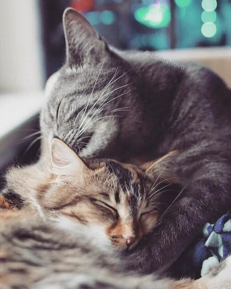 Котики любовь фото Зима близко. Грейтесь друг об друга. Котики Cute cats, Animals, Ginger cats