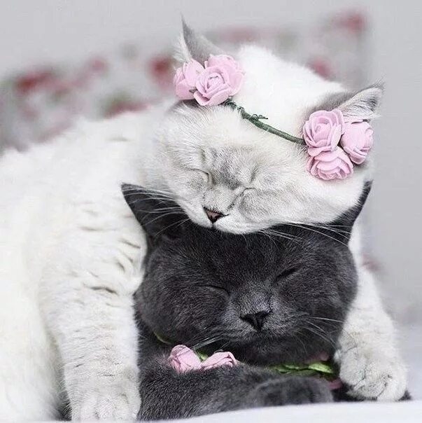 Котики любовь фото без кота и жизнь не та! Jouet pour chat, Animaux mignons, Animaux adorables