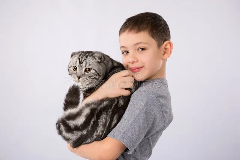 Котики мальчики фото Boy with Scottish Fold Cat Isolated on Gray Background. Kid Pet Friendship Stock