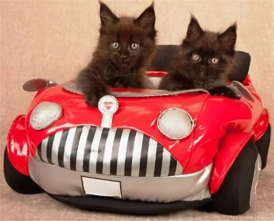 Котики машины фото Top 10 Fully Licenced Cats Who Drive For a Living - Paperblog