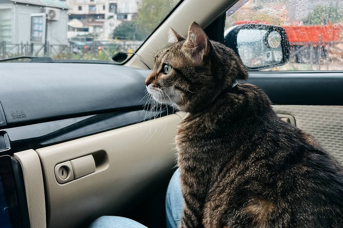 Котики машины фото Запертого в машине уже четвертый день кота обнаружили в центре Москвы - Рамблер/