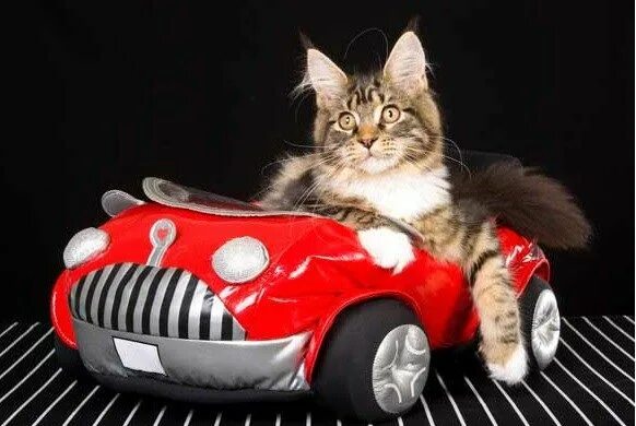 Котики машины фото Cat Racing: Top 10 Images of Cats in Toy Vehicles