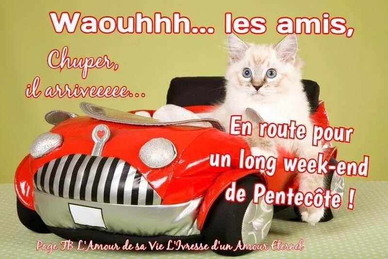Котики машины фото Dimanche humour, Pentecôte, Dimanche de pentecôte