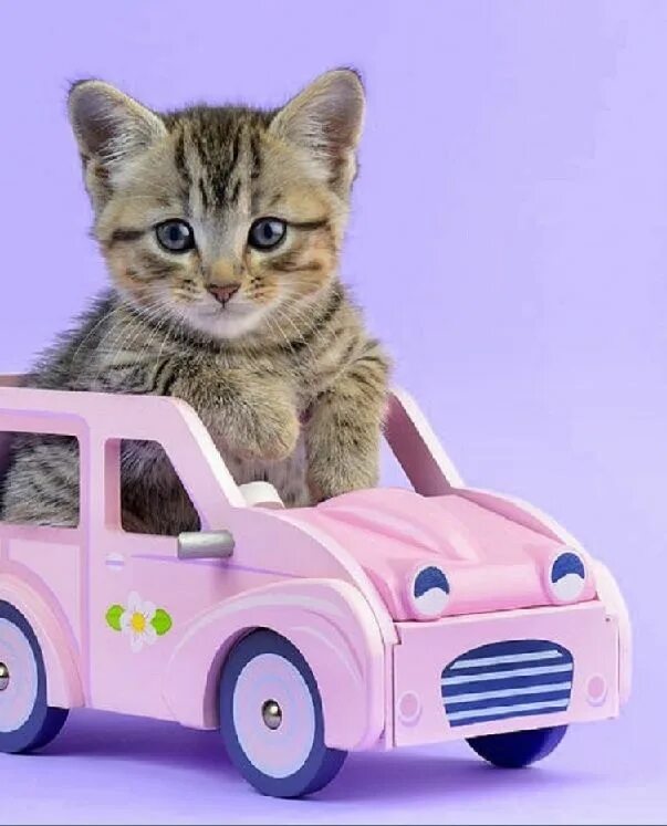 Котики машины фото Pin on PICTURES Cute cats and kittens doing funny thing