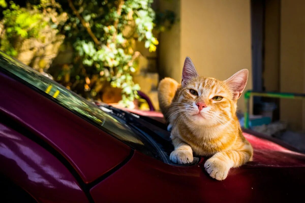 Котики машины фото В Минске осудили водителя, который швырнул кота с капота авто