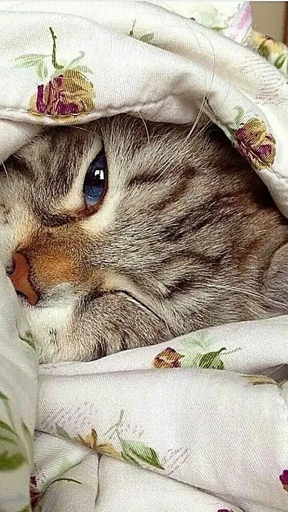 Котики милые доброе утро картинки красивые Pin by MaRita B on Landscapes Nature &Animals Cute cats, Beautiful cats, Kittens