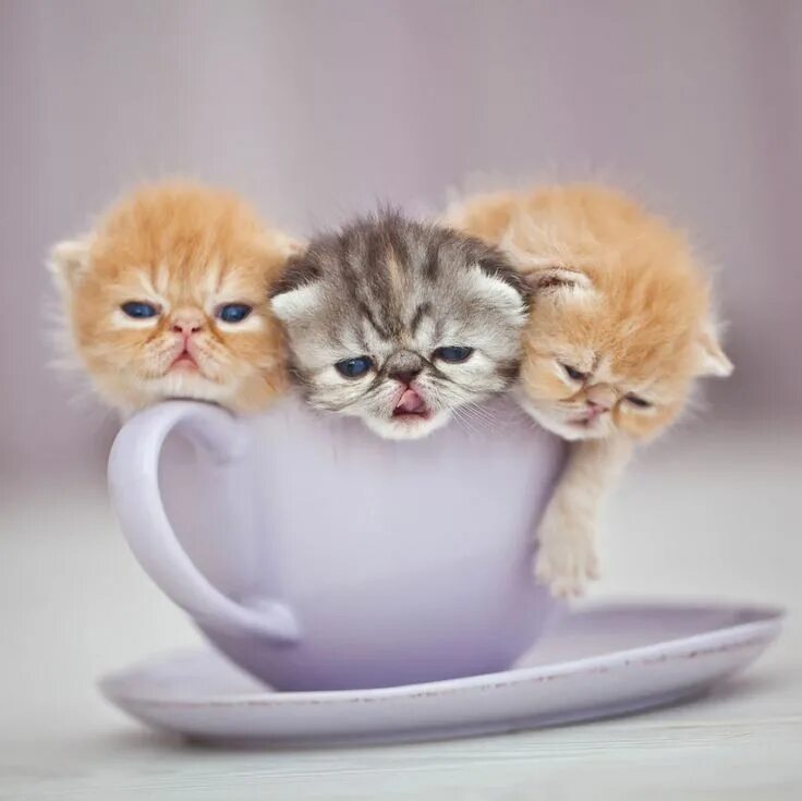 Котики милые доброе утро картинки красивые 70 Cups Full Of Cuteness Cute animal pictures, Teacup kitten, Kittens