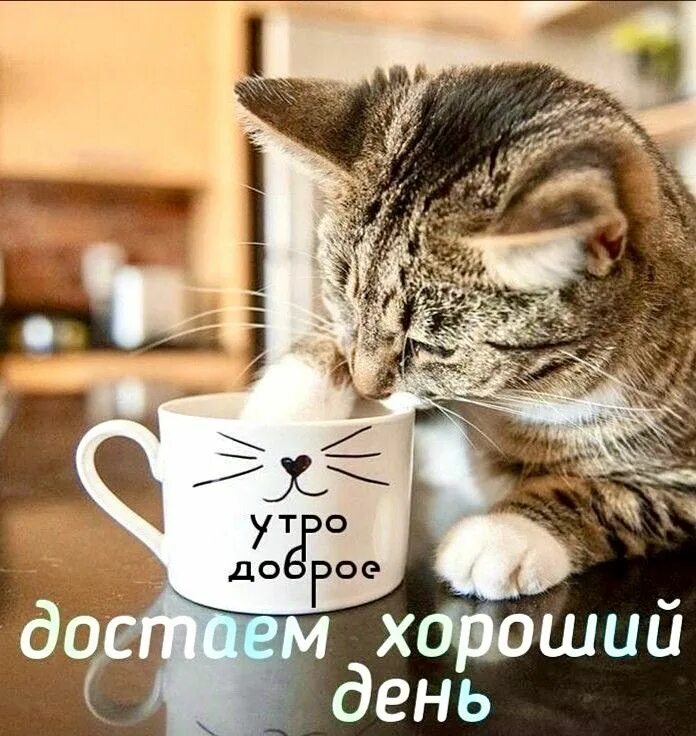 Котики милые доброе утро картинки красивые Pin on Милые котики Good morning, Greetings for the day, Cats