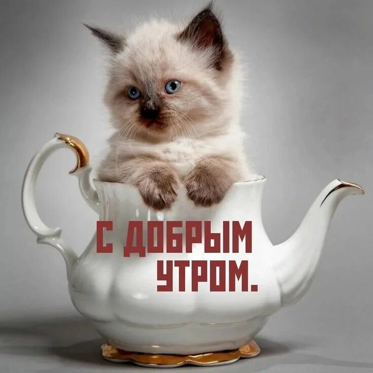 Котики милые доброе утро картинки красивые Пин от пользователя Оксана Кулиш на доске котики в 2022 г Кошечка, Открытки, Доб