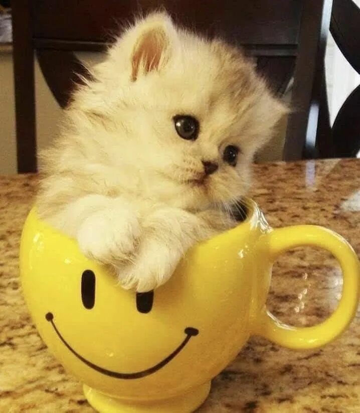 Котики милые доброе утро картинки красивые Pin by maya on CATZ Good morning cat, Good morning funny pictures, Cats