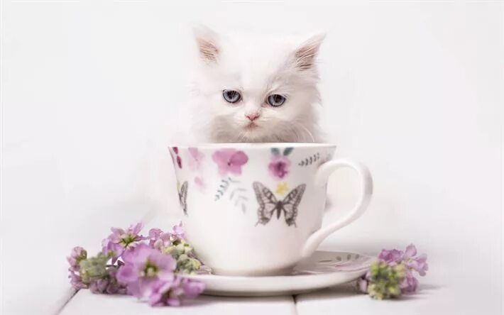 Котики милые доброе утро картинки красивые Download wallpapers little white kitten, cup, cute animals, blue eyes, little ca