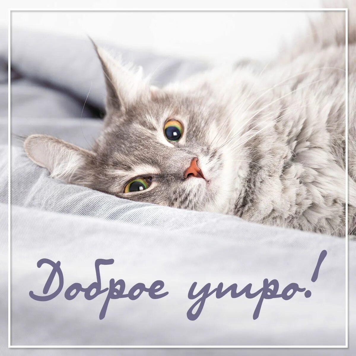 Котики милые доброе утро картинки красивые Фото кошки: картинки доброе утро - инстапик Доброе утро, Кошачьи цитаты, Кошки