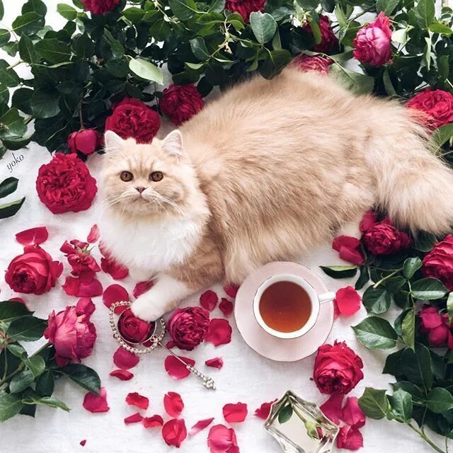 Котики милые доброе утро картинки красивые Absolutely love the tea and flowers combination by Japanese artist Yoko! TeaPro 