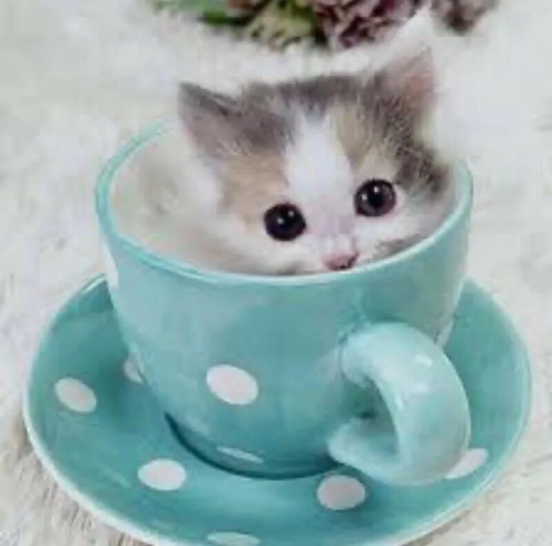 Котики милые доброе утро картинки красивые a kitten in a cup - Create meme / Meme Generator - Meme-arsenal.com