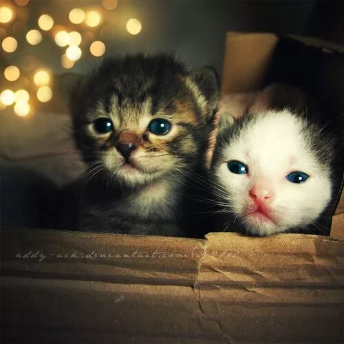 Котики милые фото малыши Awwww christmas kittens Cute cats, Beautiful kittens, Beautiful cats
