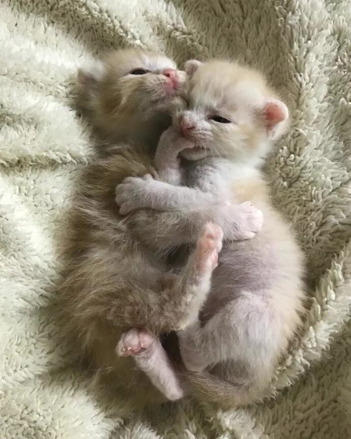 Котики милые фото малыши Они были там, откуда не возвращаются." Ради спасения двух малышей полосатый кот 