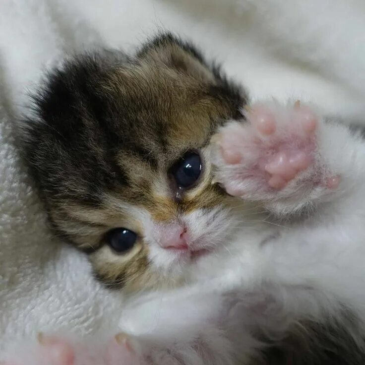 Котики милые фото малыши Comment bien éduquer son chiot pas à pas mois par mois ? Vous souhaitez bien dre