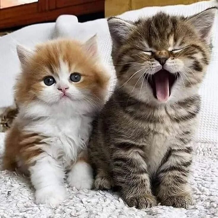 Котики милые фото малыши Pin on котейки
