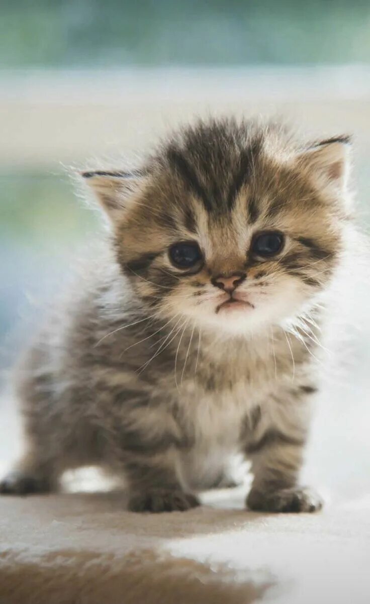 Котики милые фото малыши گیانه وه ر"お し ゃ れ ま と め の 人 気 ア イ デ ア ｜ Pinterest ｜ azad zaxo か わ い い 子 猫