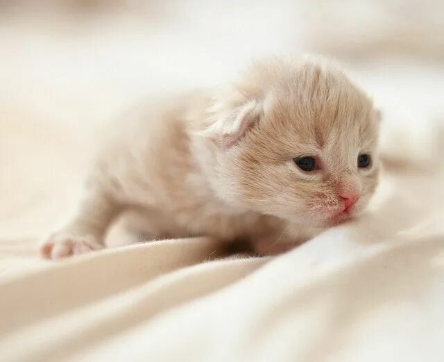Котики милые фото малыши Twelve day old kitten Vincent