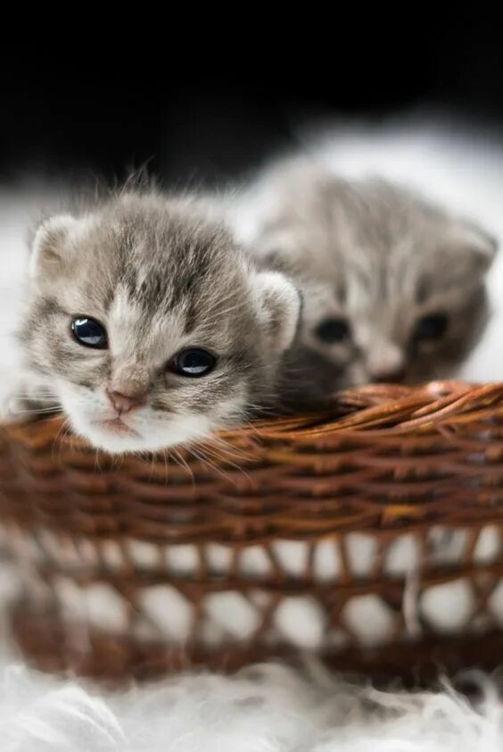 Котики милые фото малыши Pin by Cat Lover on Kittens - Newborns Cute cats, Kittens cutest, Kittens and pu
