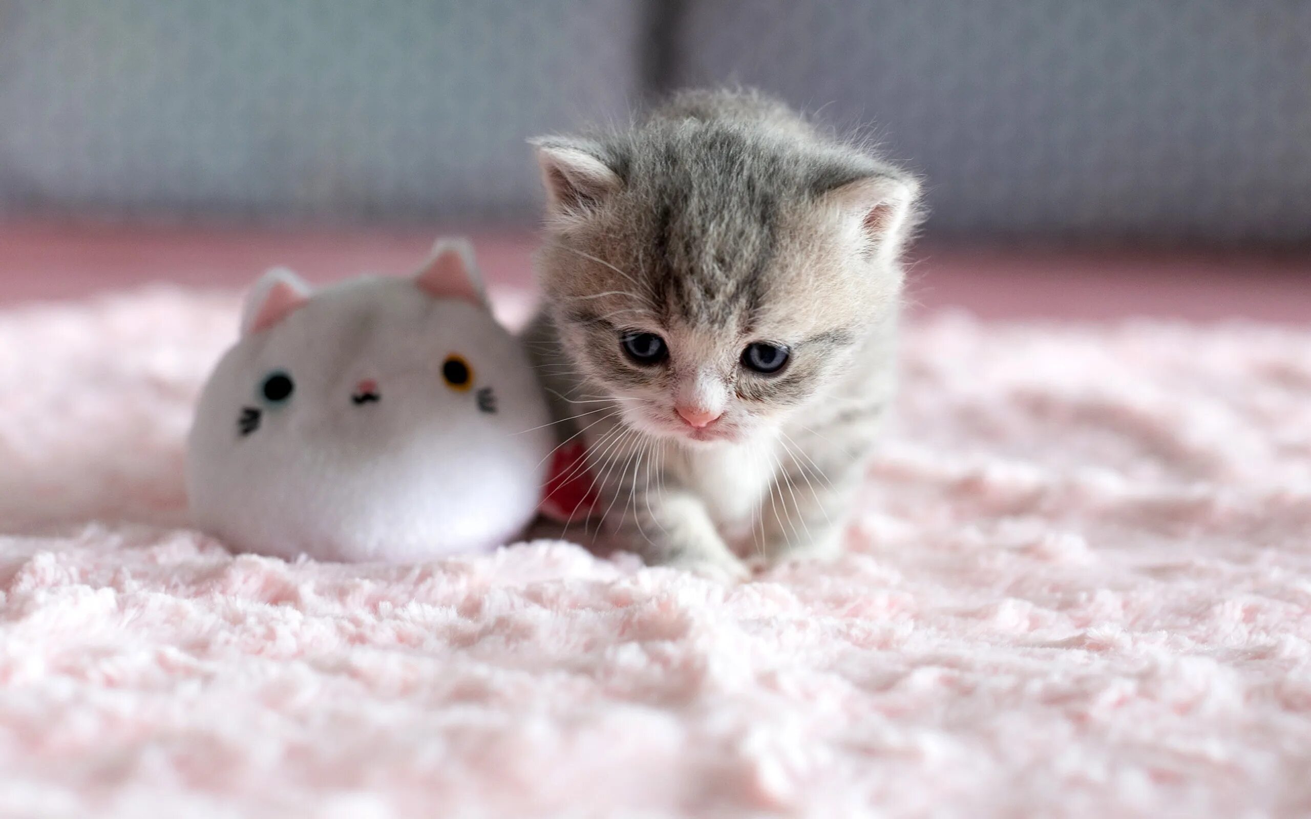 Котики милые фото малыши Скачать обои кошка, кот, взгляд, котенок, серый, фон, игрушка, портрет, раздел к