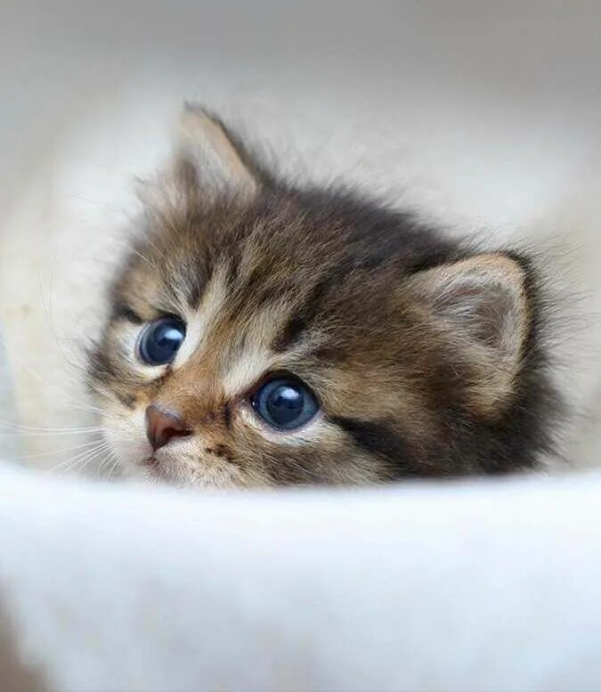 Котики милые фото малыши Pin on مرات الحفظ السريع in 2024 Cute cats and dogs, Cute baby cats, Cute cats p