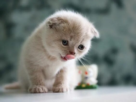 Котики милые фото малыши без людей adorable kittens - Google Search Kittens cutest, Cute cats, Crazy cats