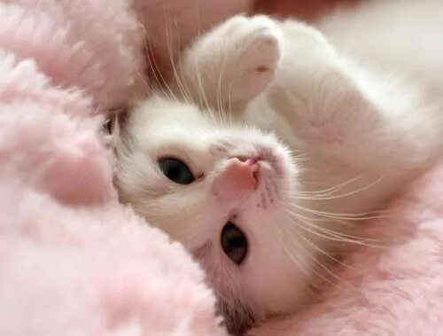 Котики милые фото малыши без людей Pin em must resist... annymule... cuteness!