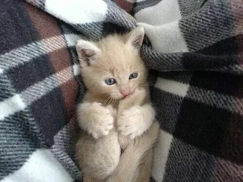 Котики милые фото малыши без людей Un adorable petit Chaton couleur sable et bien au chaud dans son plaid écossais 