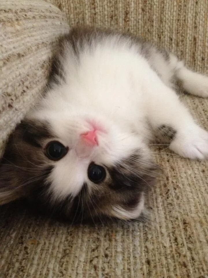 Котики милые фото малыши без людей Fluffy cats Baby katzen, Süße tiere, Katzen