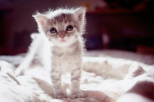 Котики милые фото малыши без людей slike slatkih zivotinja - Google претрага zivotinje Funny cat memes, Funny cats,