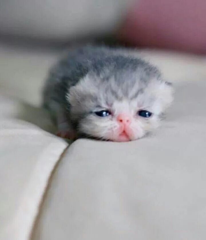 Котики милые фото малыши без людей Pin by Captain_weirdo on animals Kittens cutest, Kittens, Cute cats