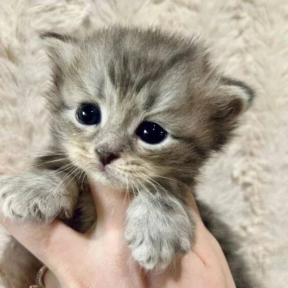 Котики милые фото малыши без людей heaven - FACEIT.com