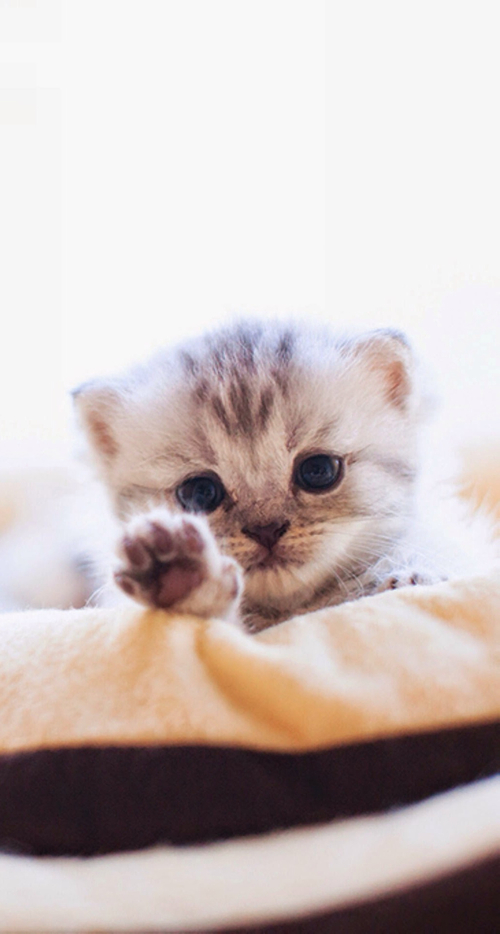 Котики милые фото малыши без людей How to Decode Your Cat's Behavior Kittens cutest, Cute baby animals, Cute baby c