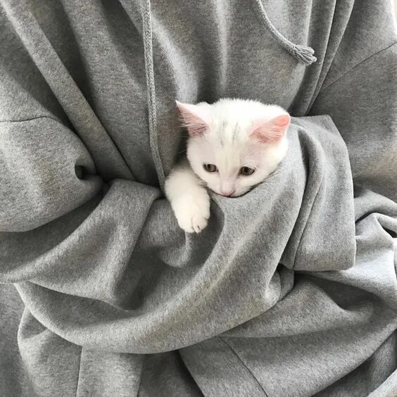 Котики милые фото на аву эстетик Albino cats are not simply white cats. Here's everything you need to know about 