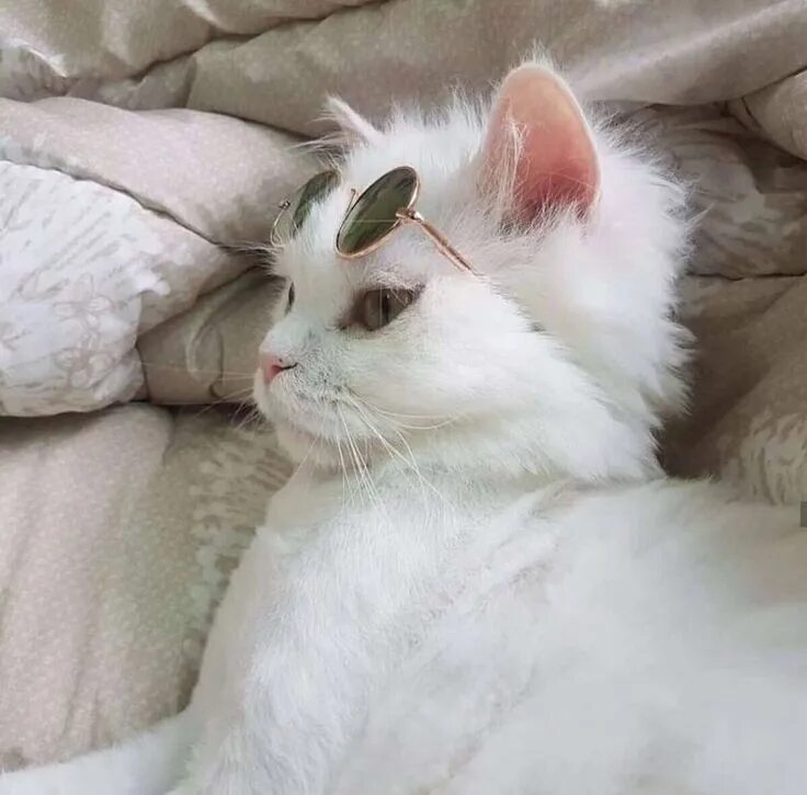Котики милые фото на аву эстетик Пин от пользователя Kris May на доске киса Милые котики, Котята