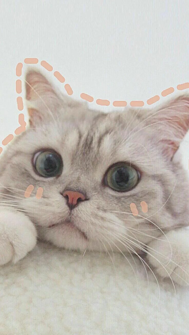 Котики милые фото на аву эстетик ป ก พ น ใ น บ อ ร ด cute cats ฅ/ᐠ. .ᐟฅ