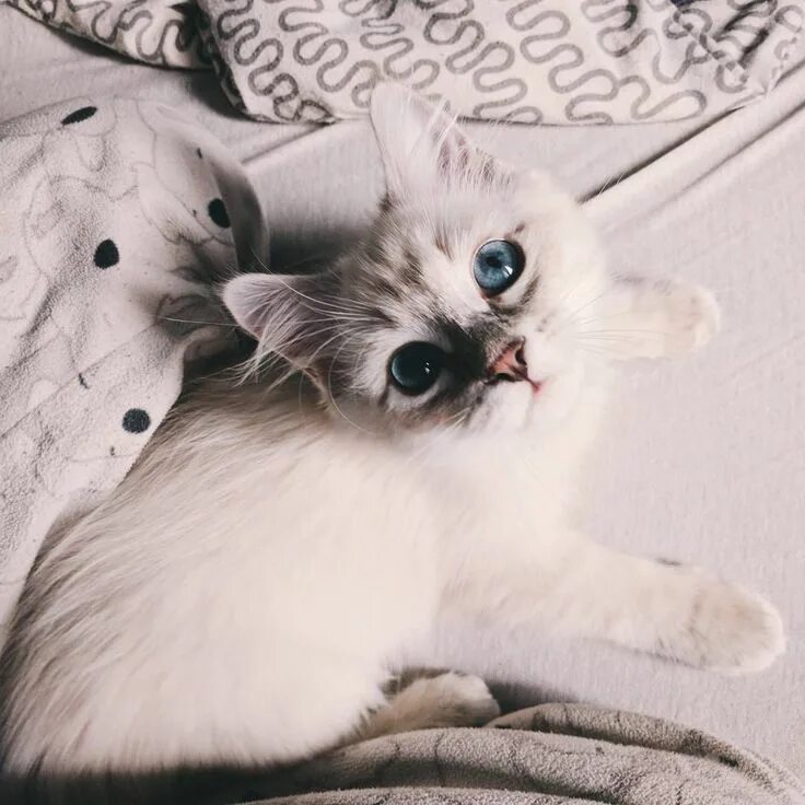 Котики милые фото на аву эстетик Pin on SandraGil Kittens cutest, Cute animals, Baby animals