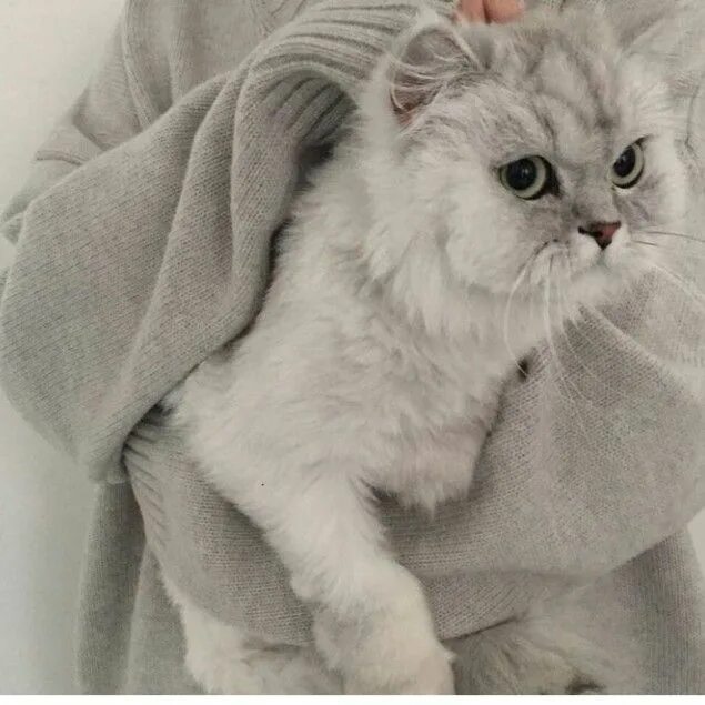Котики милые фото на аву эстетик Pin on животні Cat furry, Grey kitten, Cute cats