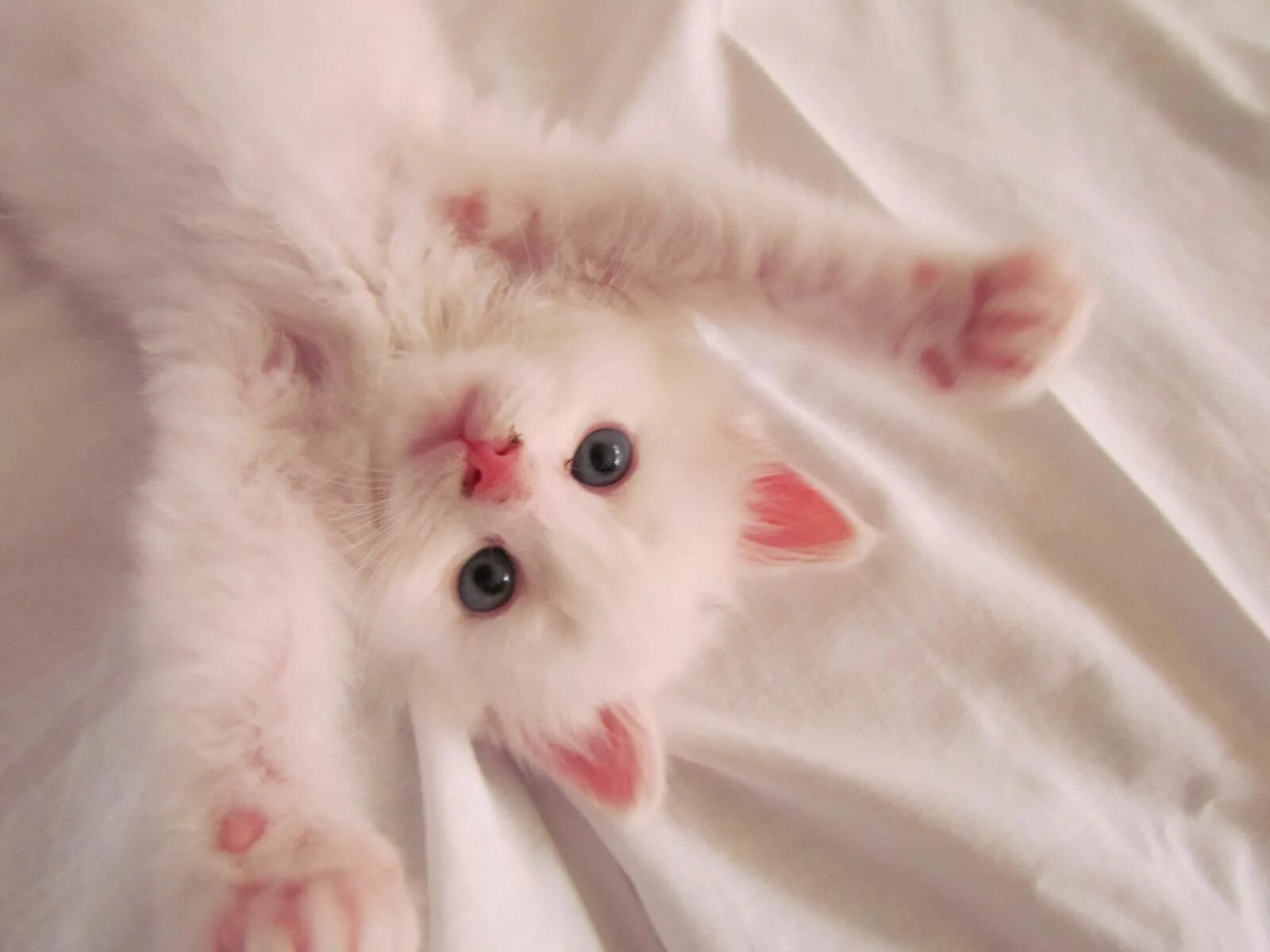 Котики милые фото на аву эстетик Surprise! (With images) Fluffy animals, Cute animals, Funny animal photos