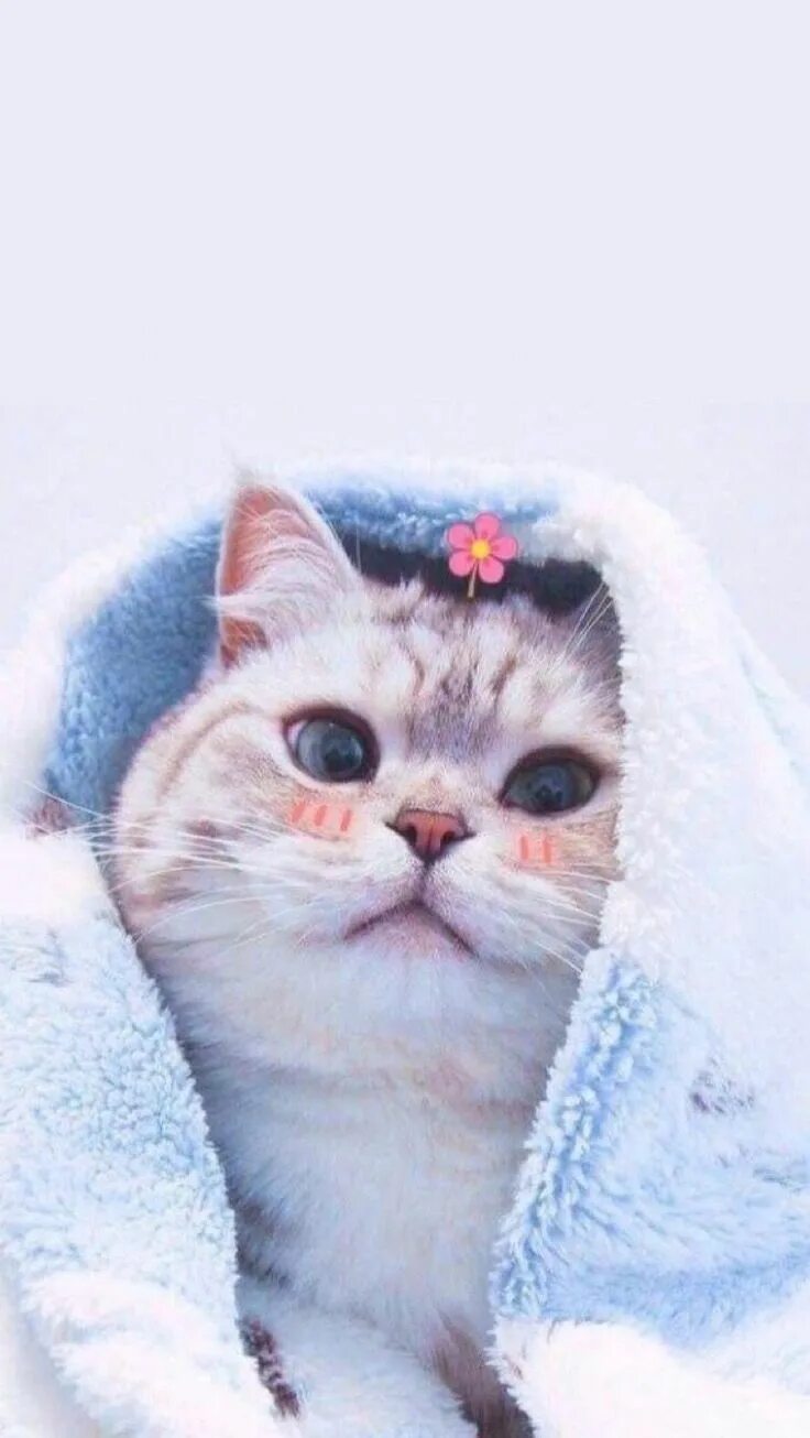 Котики милые фото на аву эстетик Viễn Ngạn Gatos bonitos, Mascotas bonitas, Gatos