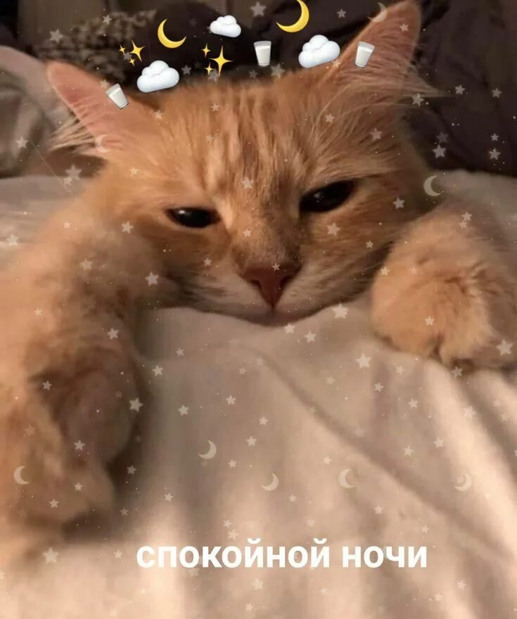 Котики милые фото на аву эстетик Пин на доске Милота Кошачьи цитаты, Милые котики, Сонный котенок