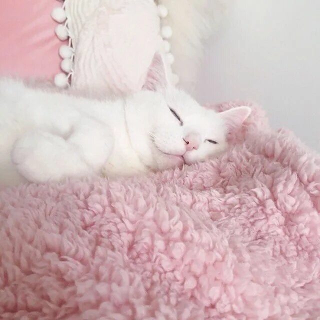 Котики милые фото на обои эстетика Cat Nap Pink cat, Cat aesthetic, Cats and kittens