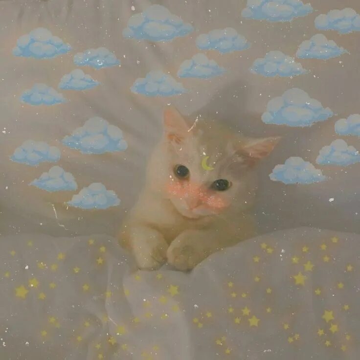 Котики милые фото на обои эстетика Pin by Yumnana on AESTHETIC Cat aesthetic, Baby cats, Cute cat memes