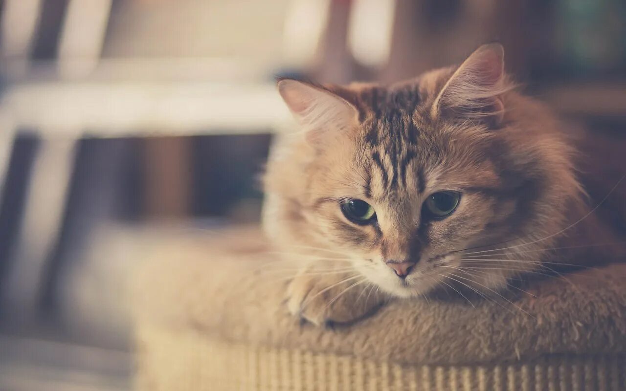 Котики милые фото на обои эстетика Котики - муркотики - 12 сентября 2018 в 16:42
