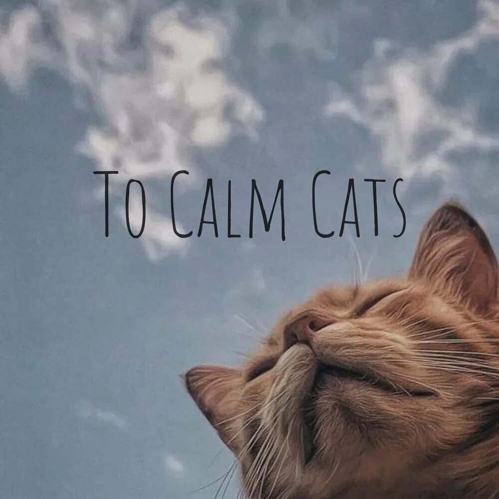 Котики милые фото на обои эстетика To Calm Cats Relajación слушать онлайн на Яндекс Музыке