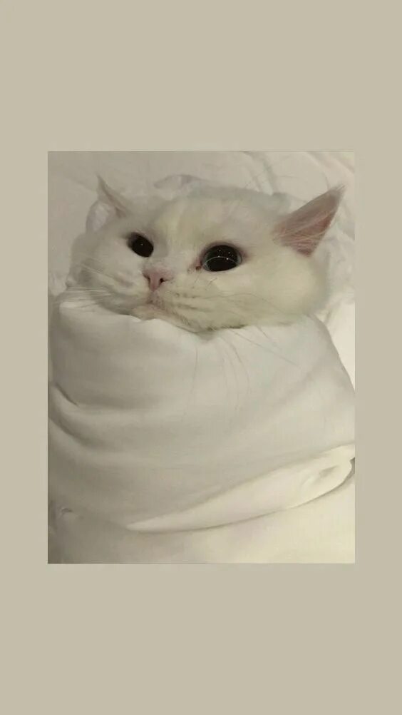 Котики милые фото на обои эстетика Обои, обои с фото, обои на телефон, обои на телефон с фото. Cat wallpaper, Cute 